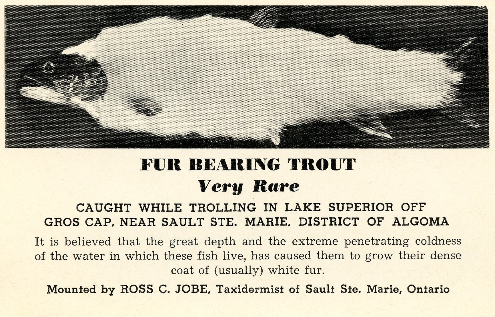 fur bearing trout, very rare. caught while trolling in lake superior off gros. cap, near sault ste. marie, district of algoma. it is believed that the great depth and the extreme penetrating coldness of the water in which these fish live, has caused them to grow their dense coat of usually white fur.